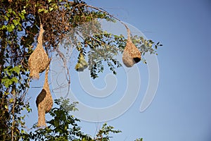 Ploceus birdÃ¢â¬â¢s nest on tree. Natural wild animal photography. Empty bird nest on tree. photo
